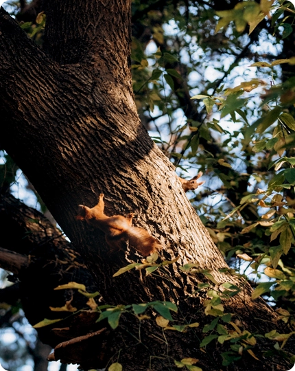 Proactive Plant and Tree Healthcare Service in Delano, CA