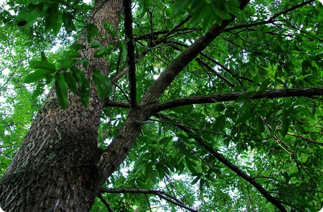 Premier Tree and Property Care for Delano, CA