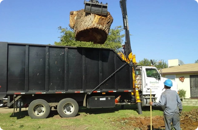 Tree Removal Services