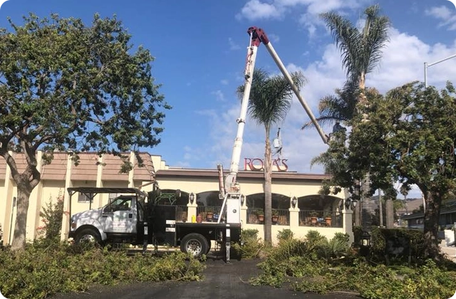Tree Trimming and Pruning