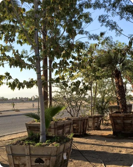 Tree & Plant Healthcare Services