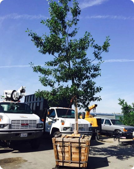 Professional Tree Relocation