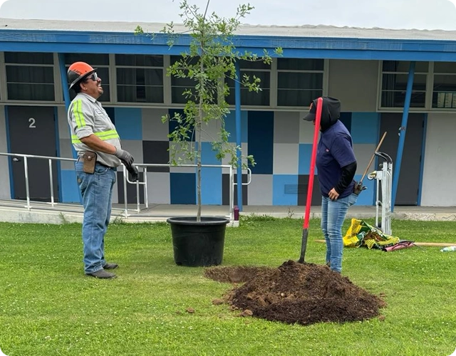 Tree & Plant Healthcare Services