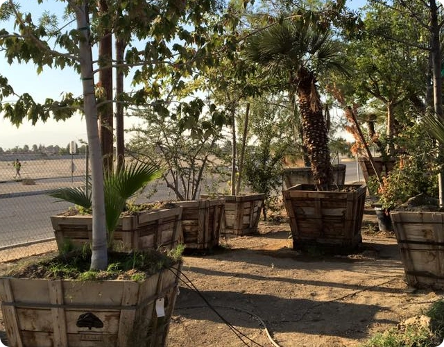 Professional Tree Relocation