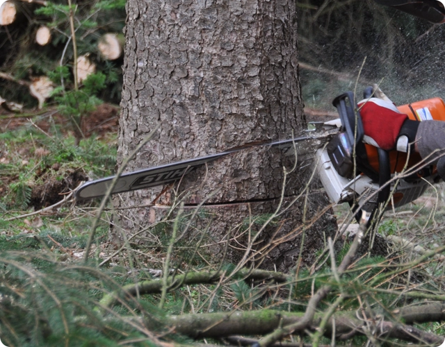 Tree Removal Services