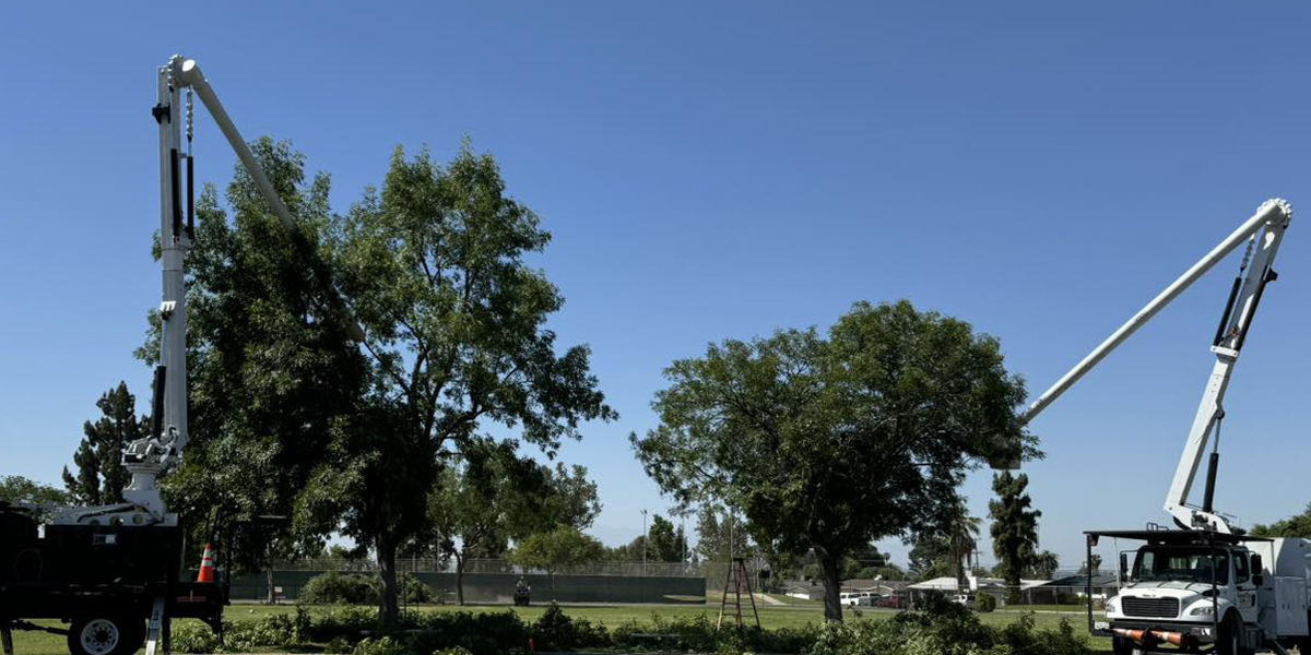 tree pruning vs trimming